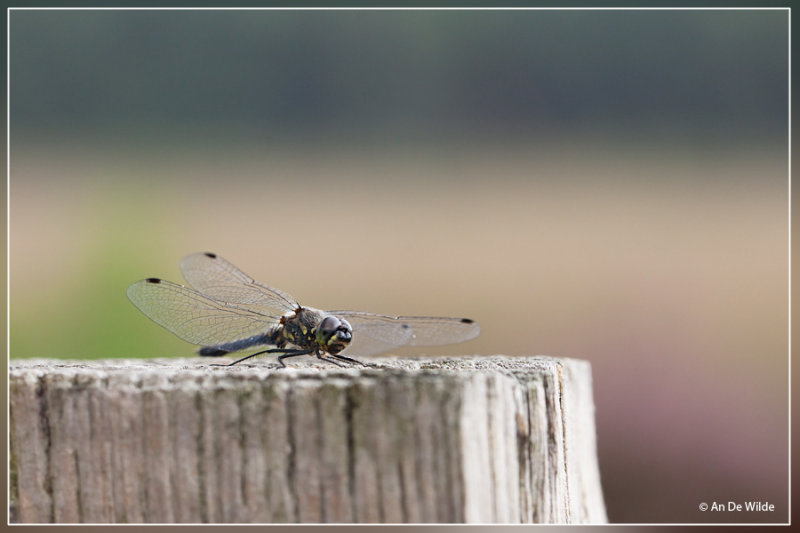 Zwarte heidelibel - Sympetrum danae