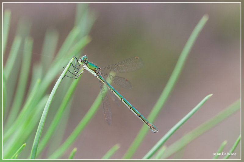 Tengere pantserjuffer - Lestes virens