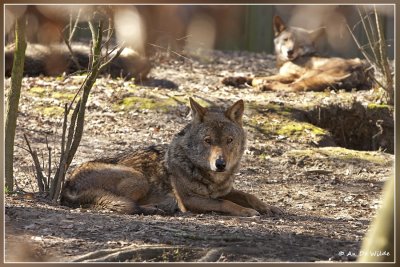 Iberische Wolf