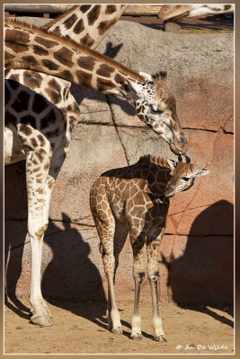 Giraf met baby