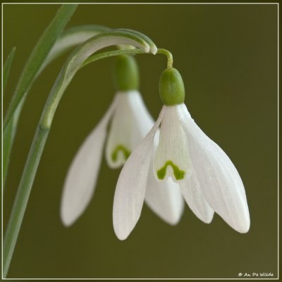 Gewoon sneeuwklokje - Galanthus nivalis