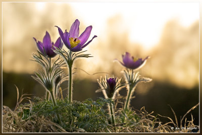 Wildemanskruid - Pulsatilla vulgaris