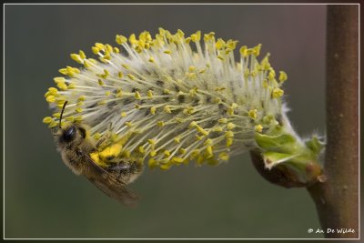 vroege zandbij  (vrouwtje) - Andrena praecox