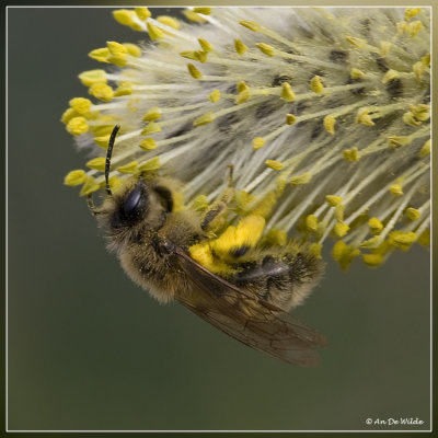 Vroege zandbij  - Andrena praecox