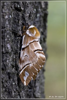 Gevlamde vlinder (vrouw) - Endromis versicolora