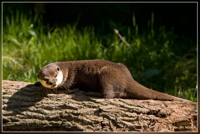 Otter