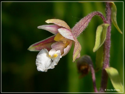 Moeraswespenorchis - Epipactis palustris 
