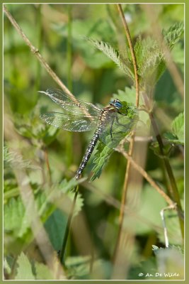 Glassnijder - Brachytron pratense