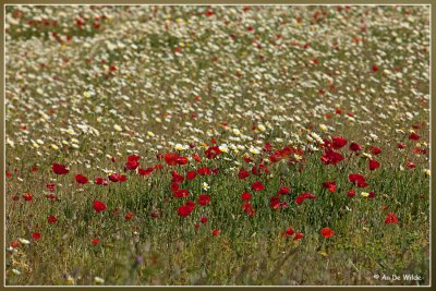 Bloemenzee