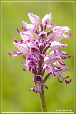 Aapjesorchis - Orchis Simia