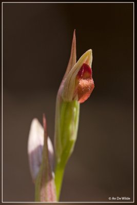 Kleine tongorchis - Serapias parviflora