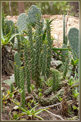 diverse cactussen