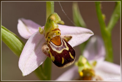 Bijenorchis - Ophrys apifera