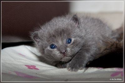 Dikkie