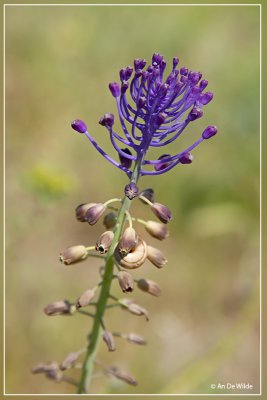 Kuifhyacint  - Muscari comosum