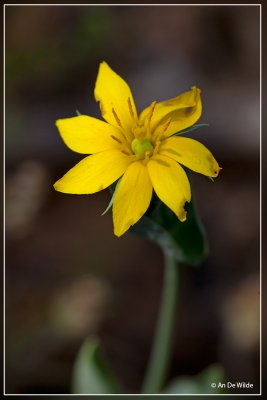 Blackstonia perfoliata