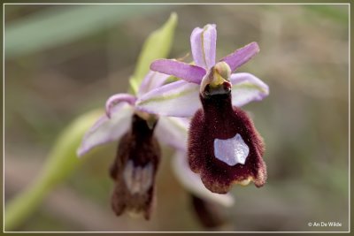 Zadelorchis - Ophrys bertolonii
