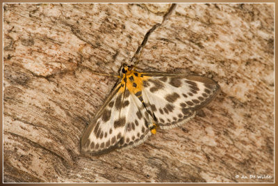 Bonte brandnetelmot - Anania hortulata 