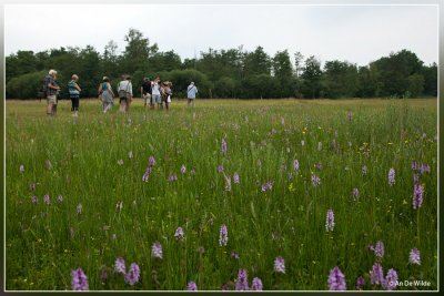 Vlinderwerkgroep in de Zegge