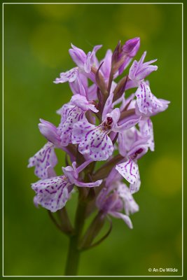 Gevlekte orchis - Dactylorhiza maculata 