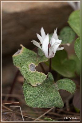 Cyclamen balearicum