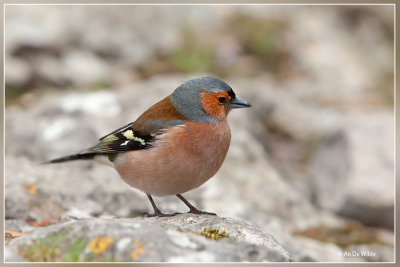 Vink - Fringilla coelebs