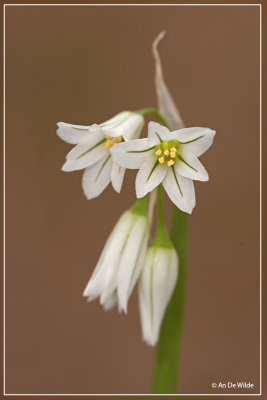 Driekantig look - Allium triquetrum