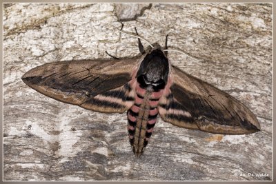 Ligusterpijlstaart - Sphinx ligustri