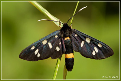 Phegeavlinder - Amata phegea