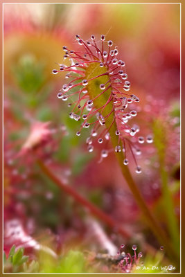 Kleine Zonnedauw - Drosera Intermedia 