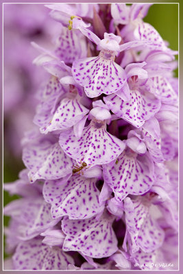 Gevlekte orchis - Dactylorhiza maculata 