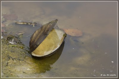 Zwanenmossel  - Anodonta cygnea 