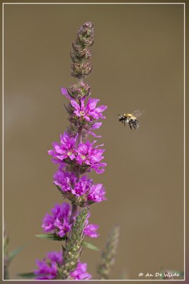 Grote kattenstaart - Lythrum salicaria 