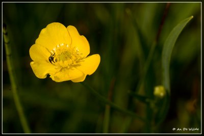 Grote boterbloem