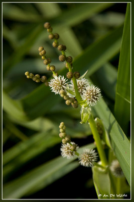 Grote egelskop s.l. - Sparganium erectum