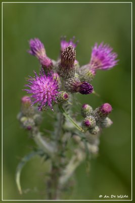 Kale jonker - Cirsium palustre