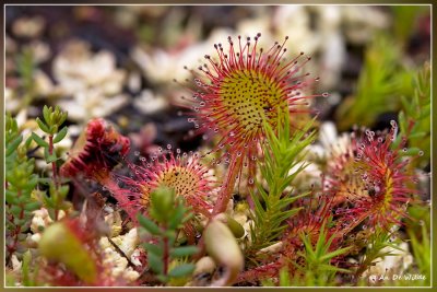 Ronde zonnedauw - Drosera rotundifolia
