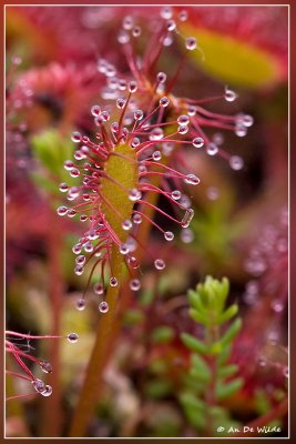 Kleine zonnedauw - Drosera intermedia