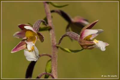 Moeraswespenorchis - Epipactis palustris