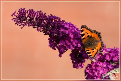 Kleine vos - Aglais urticae 