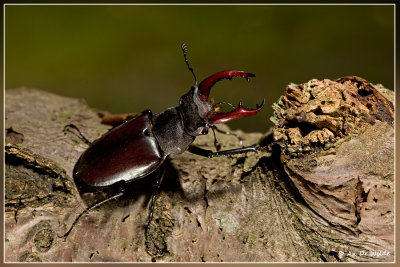  Vliegend hert - Lucanus cervus