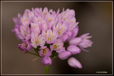 Roze look -  Allium roseum