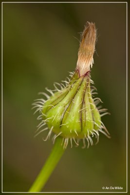 Paarse morgenster - Urospermum picroides