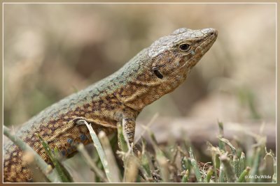 Balearenhagedis - Podarcis lilfordi