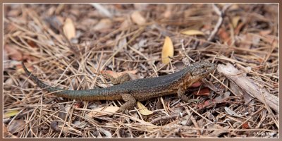 Balearenhagedis - Podarcis lilfordi