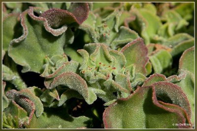 Ijskruid -Mesembryanthemum crystallinum