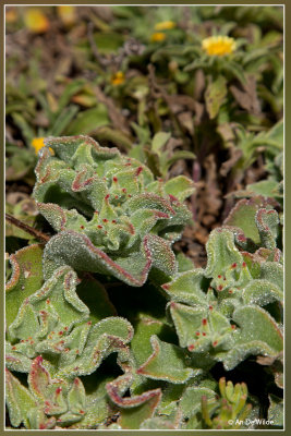 Ijskruid -Mesembryanthemum crystallinum