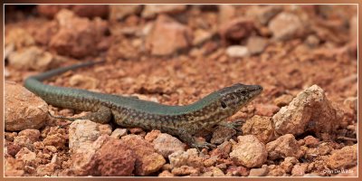 Dragonera of Mallorca hagedis - Podarcis lilfordi giglioli.