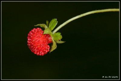 Schijnaardbei - Potentilla indica