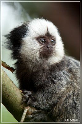 Witgezichtoeistitie - Callithrix geoffroyi